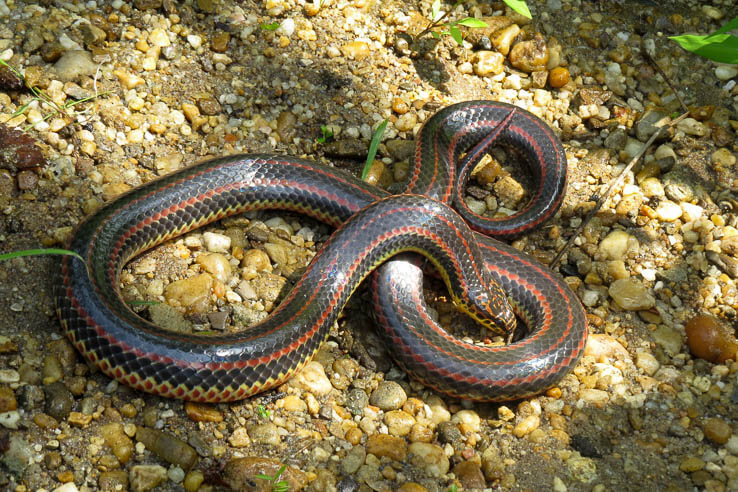 A coiled snake with dark stripes rests on gravelly soil