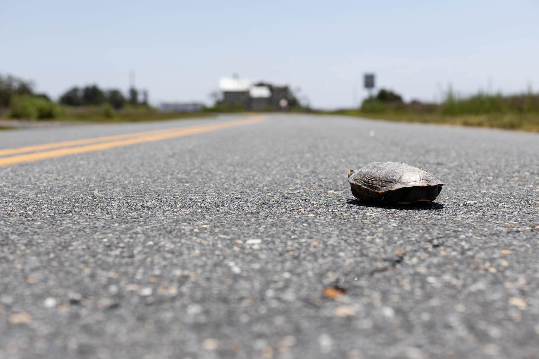 A diamondback terrapin crosses the road.