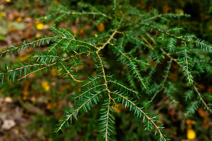 Picture of Walking through old-growth forest in Pennsylvania
