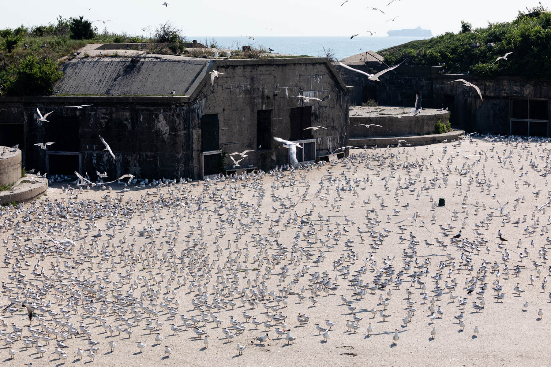 Hundreds of birds stand within the sandy interior of Fort Wool.