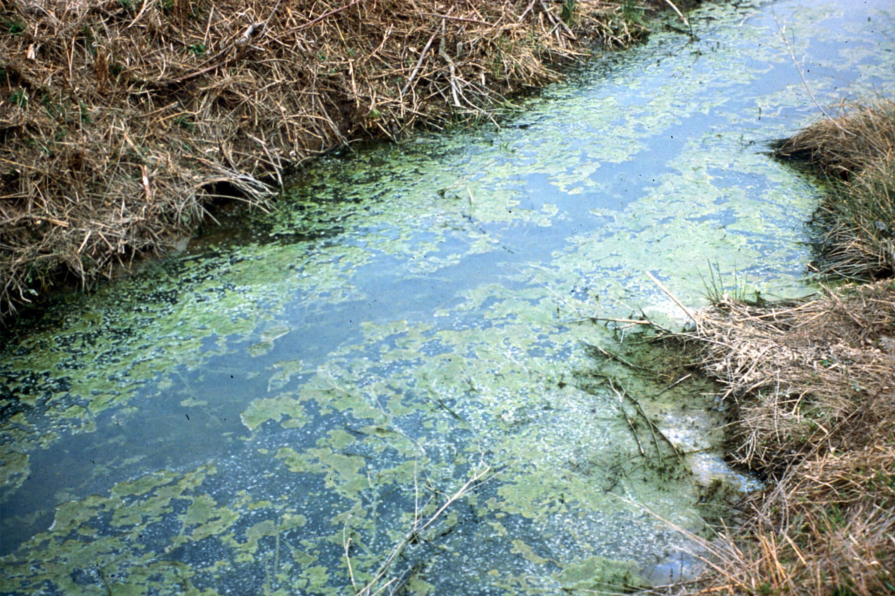 Algae in a stream.