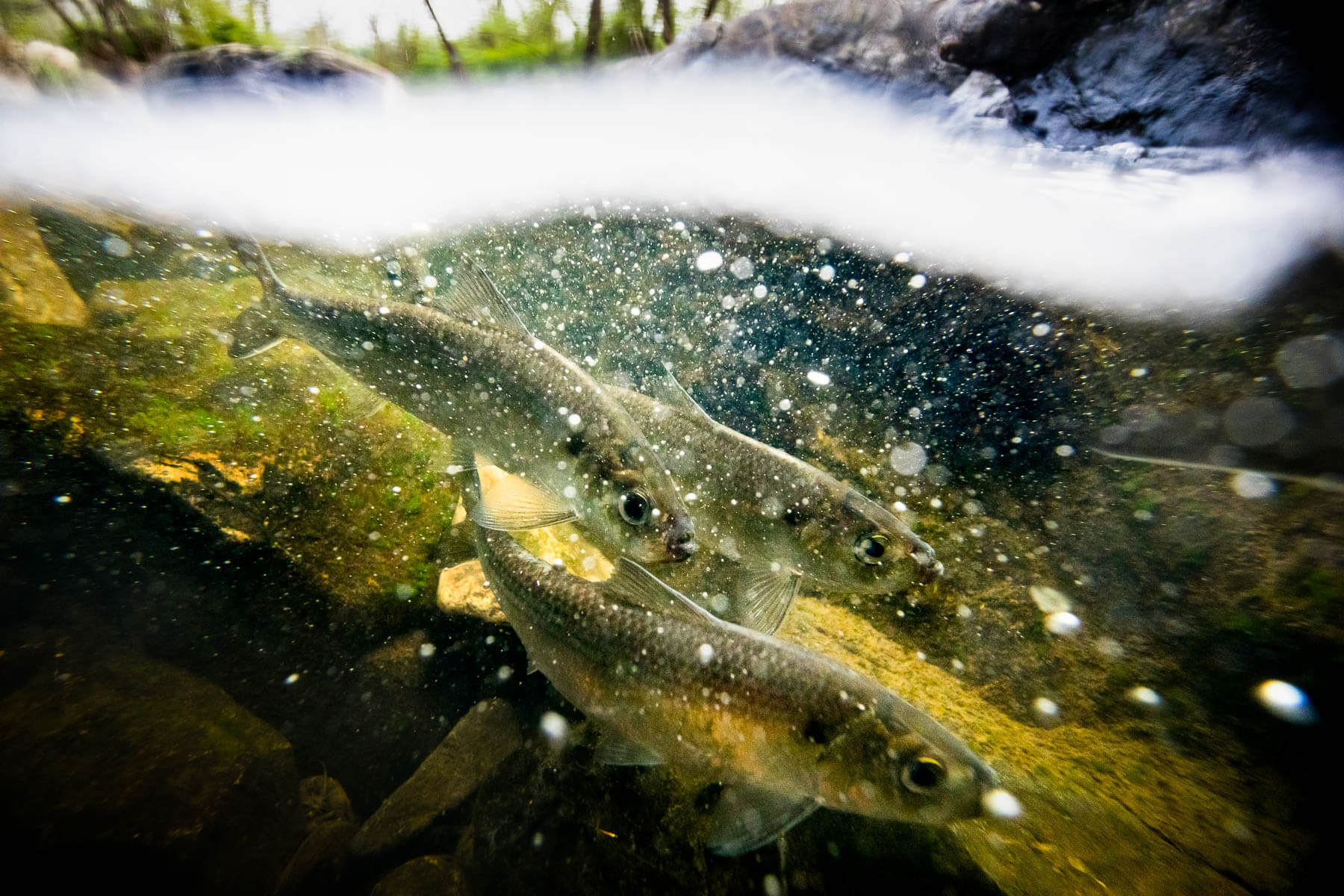 Fish swim in a healthy river in the Chesapeake Bay watershed.