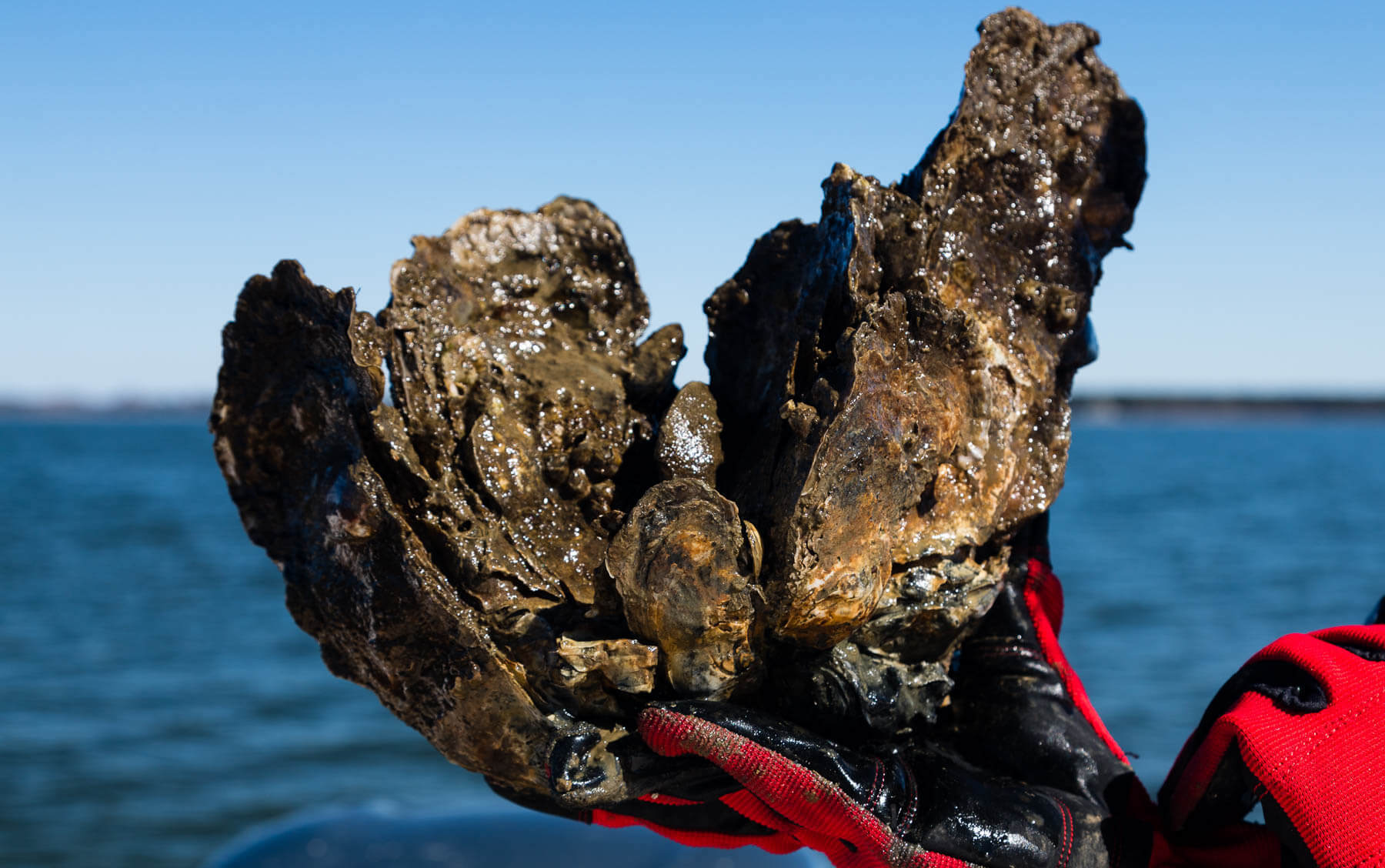 A hand holds an oyster clump that came from an aquatic oyster reef.