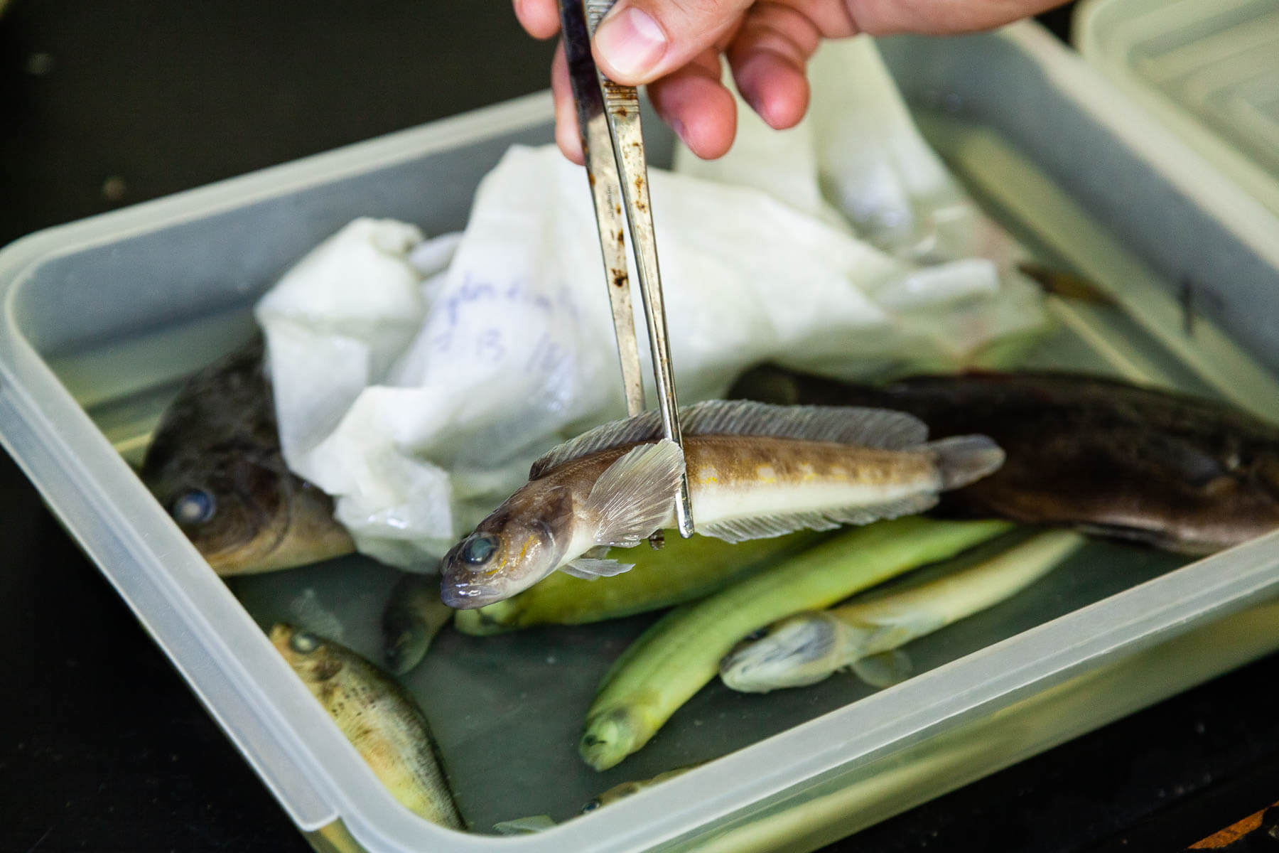 A tray of fluid holds several preserved fish