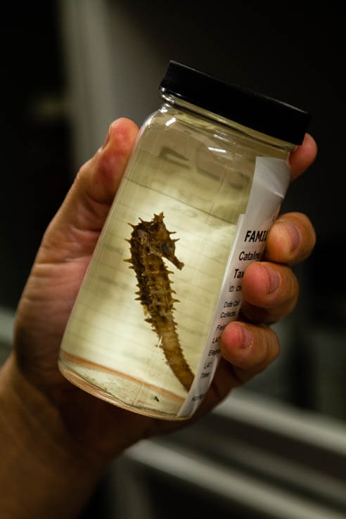 A small preserved seahorse floats in a jar