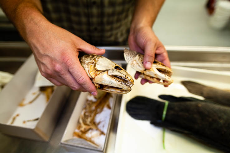 Two fish skeletons are held in two hands