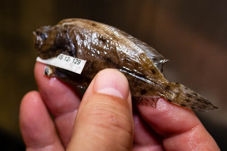 A tiny flat fish is held in a man's fingers