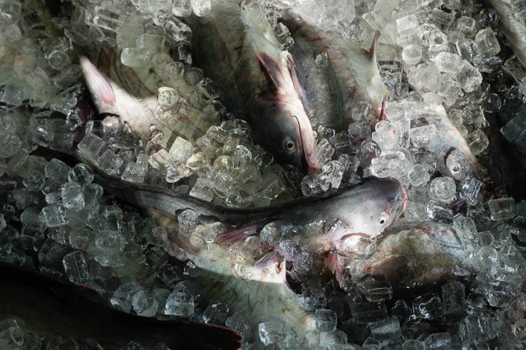 Giant snakehead picture