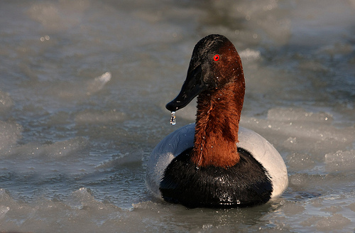 Canvasback