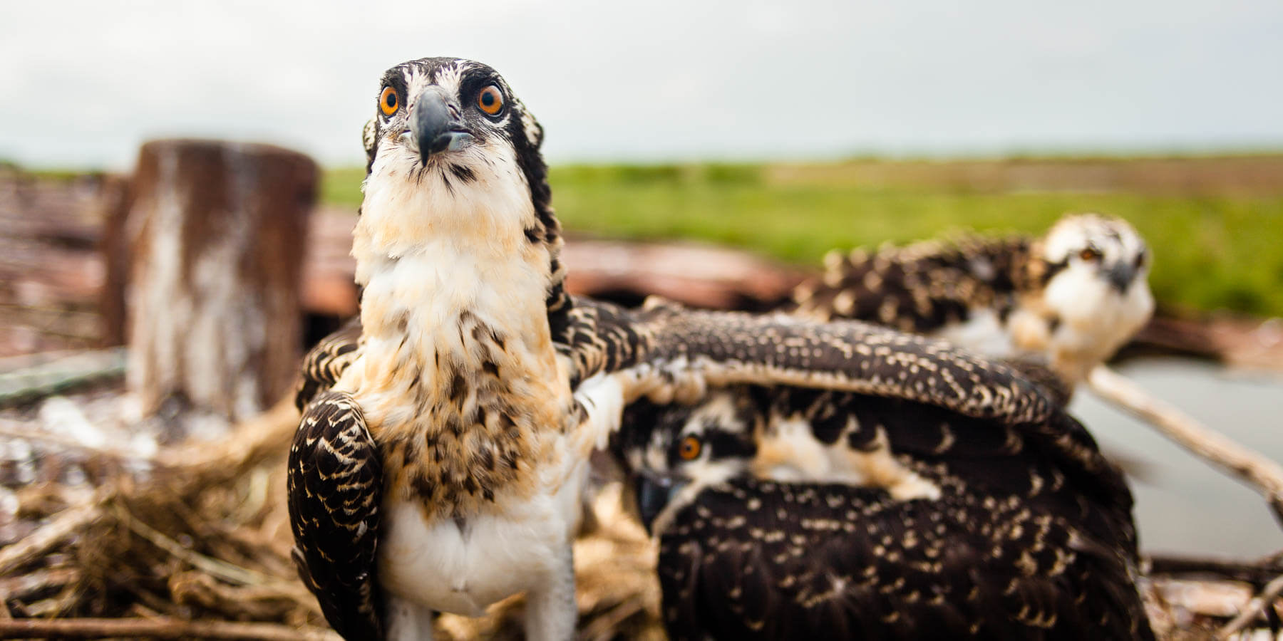 Picture of an osprey