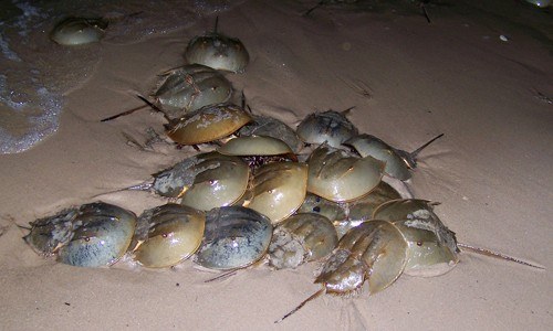 https://www.chesapeakebay.net/images/field_guide/Horseshoe_Crab_page_image.jpg