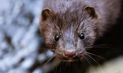 American Mink Chesapeake Bay Program