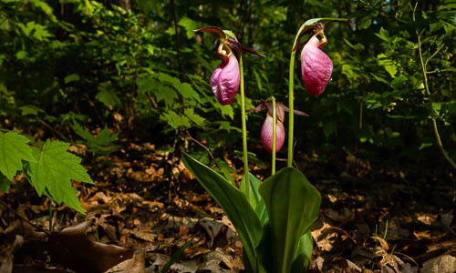 Picture of Pink Lady’s Slipper