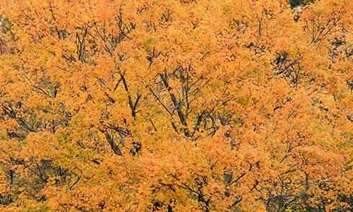 Sugar Maple Chesapeake Bay Program