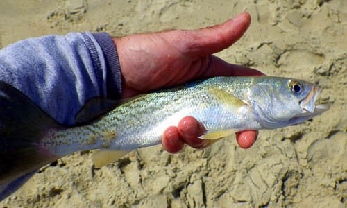 Virginia Saltwater Fish Identification Chart